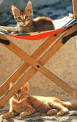 Gatti (11)